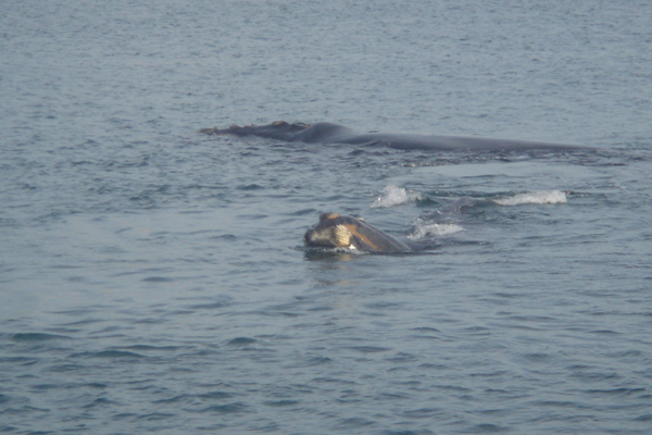 17 - Baleine dans la Péninsule de Valdez