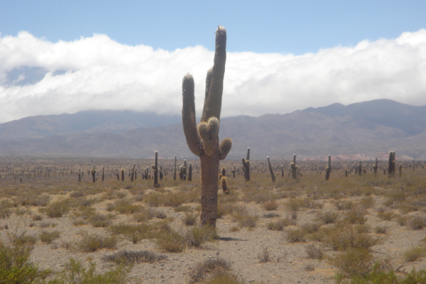 96 - Champ de cactus