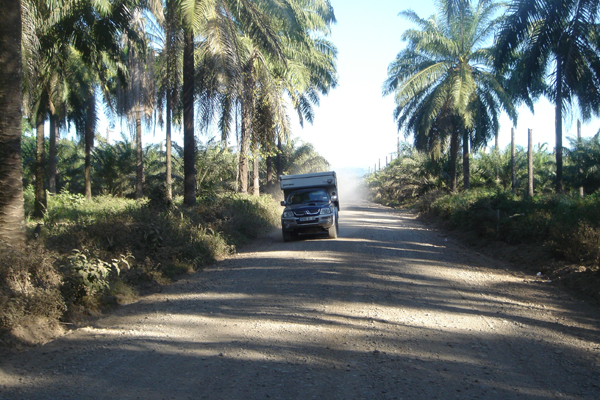 CR09 - A travers une plantation de palmiers