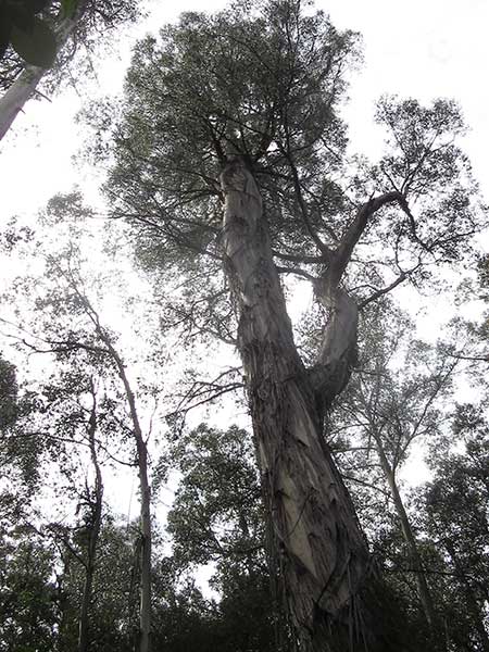 eucalyptus 