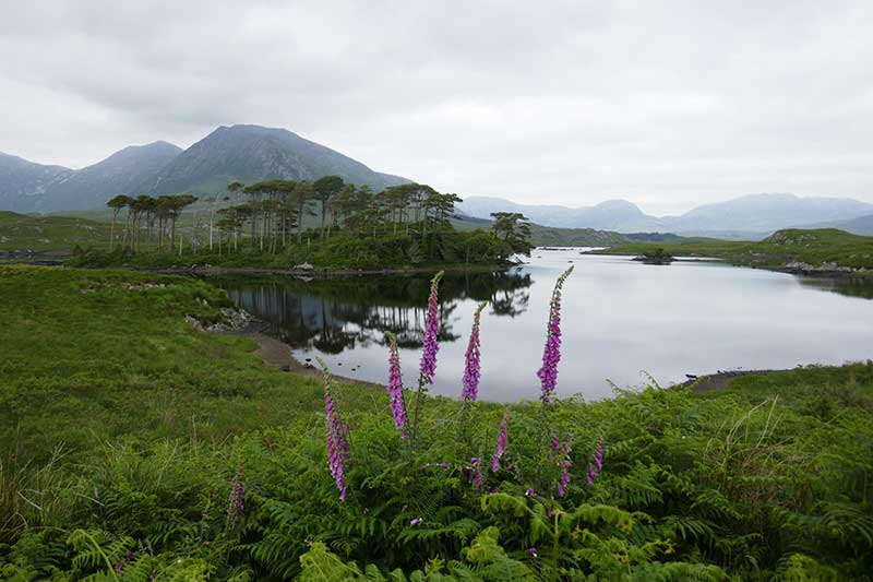 paysage du Connemara