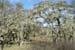 34 - arbre couvert de lichen copie